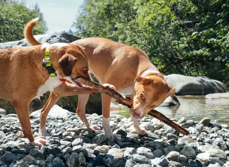 how to stop dog guarding owner
