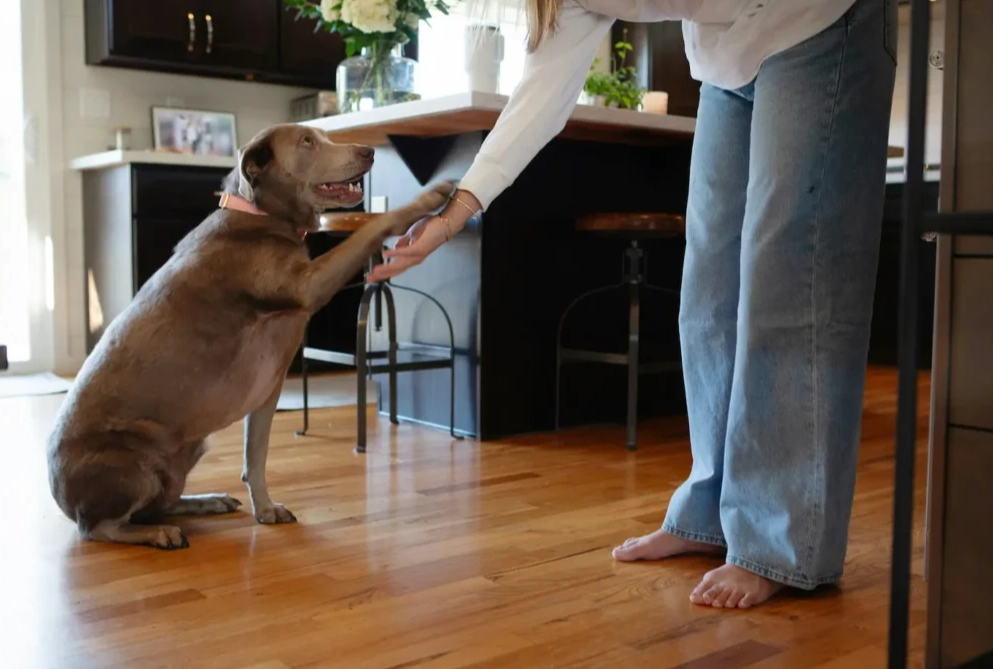 dog paw wipes dog paw wipes