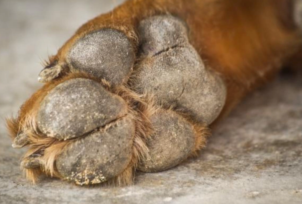 cracked paw pads