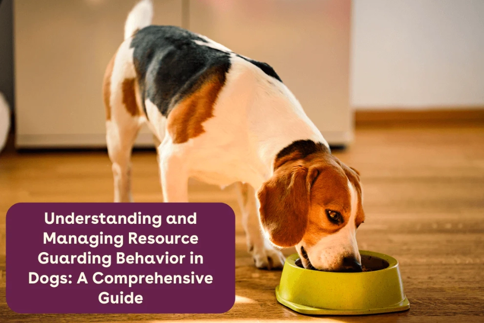 Dog resource guarding food