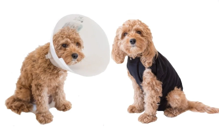 dog cone alternative