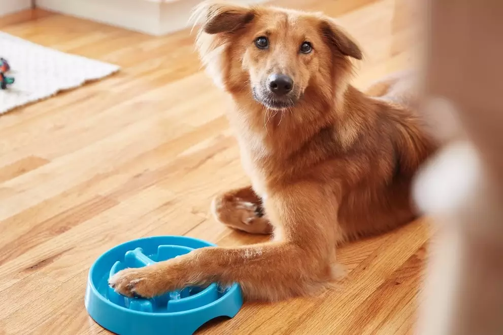 how to stop dog food guarding