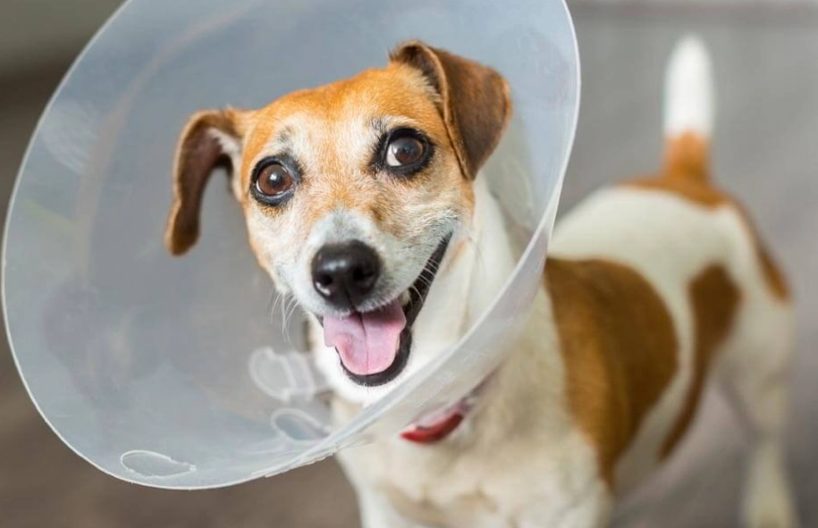 post-surgery dog care