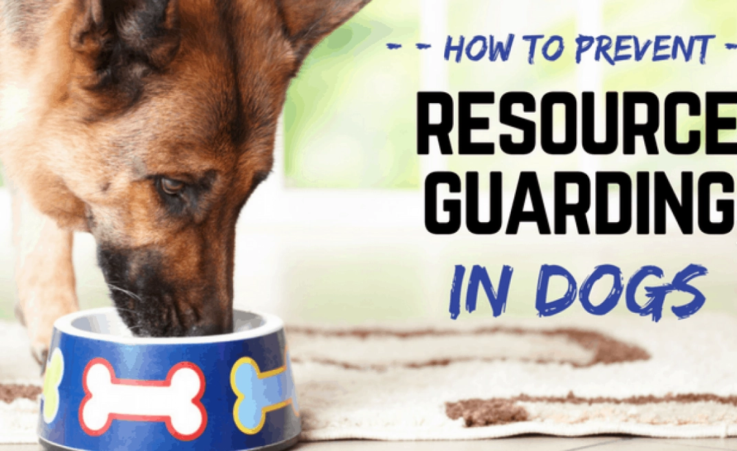 dog resource guarding dog resource guarding