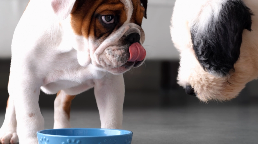 dog resource guarding owner