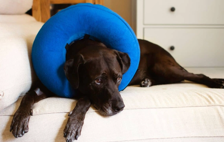 dog cone alternative