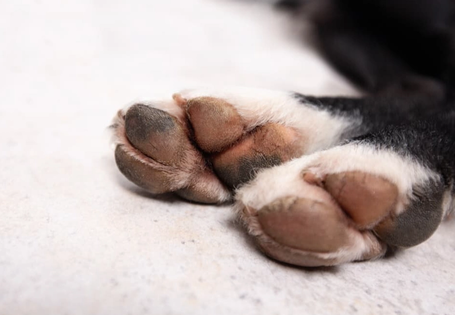cracked paw pads