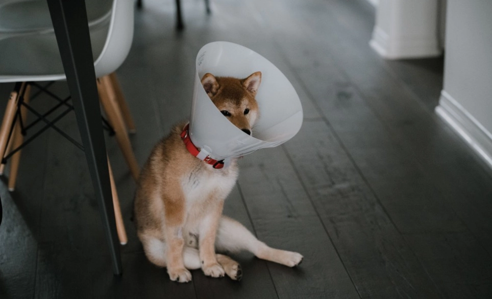 inflatable dog collar