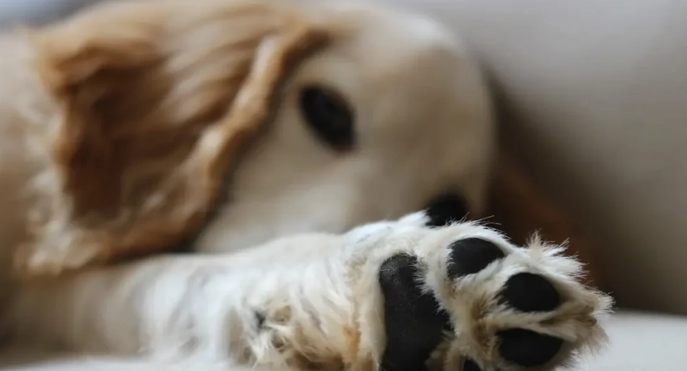 clean dog paws