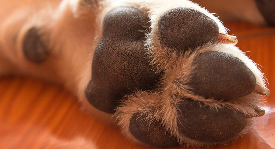 dog paw care