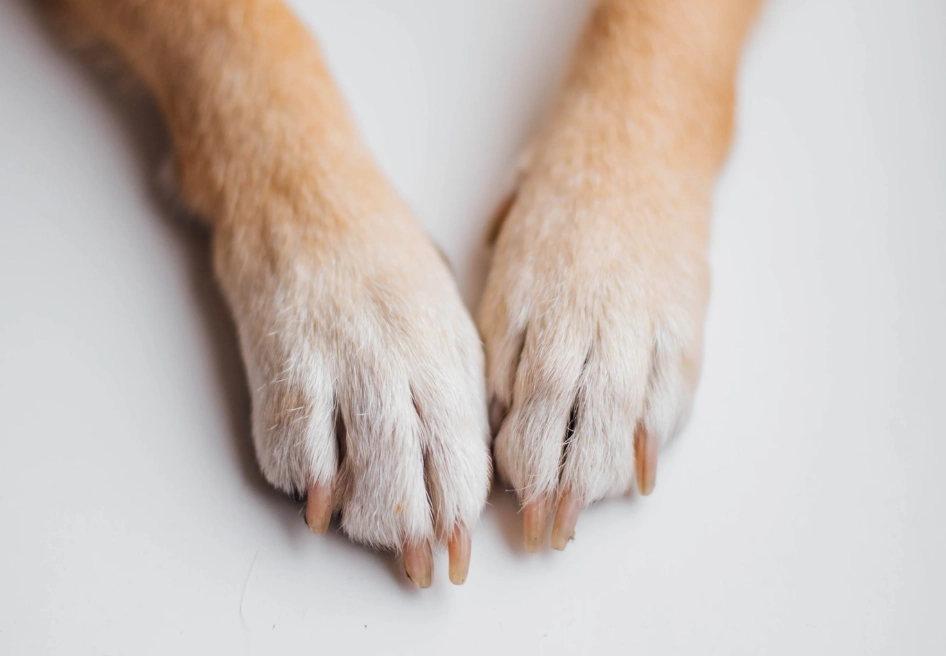 dog paw wipes dog paw wipes