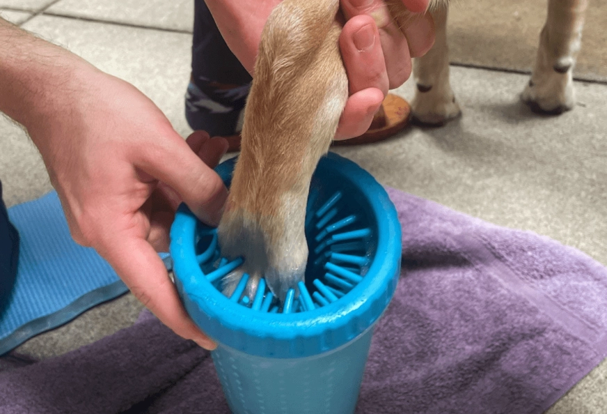 How to clean dog paws naturally