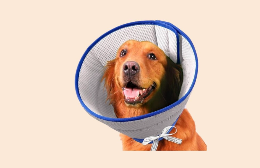 inflatable dog collar