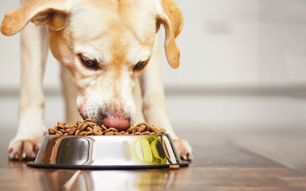 dog resource guarding