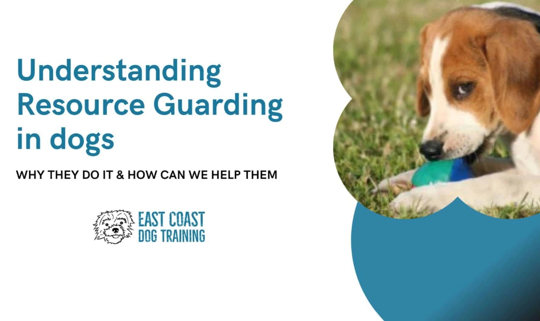 Dog resource guarding training