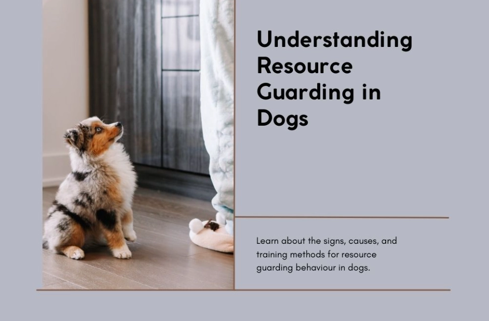 how to stop resource guarding in dogs