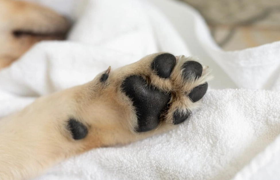 dog paw cleaning