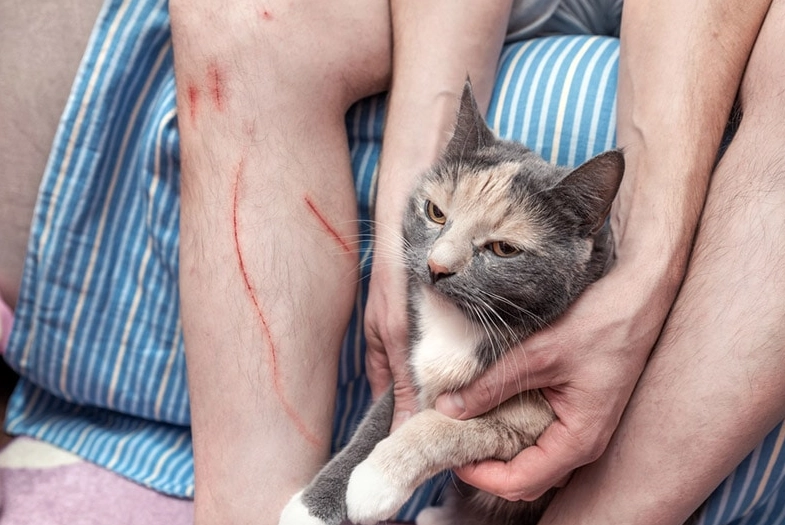 cat scratch infection