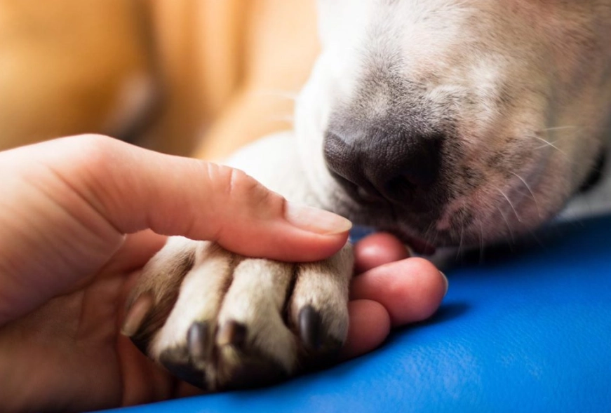 dog paw wash natural