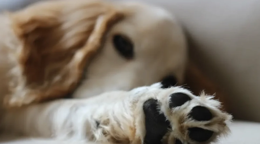 natural dog paw cleaning