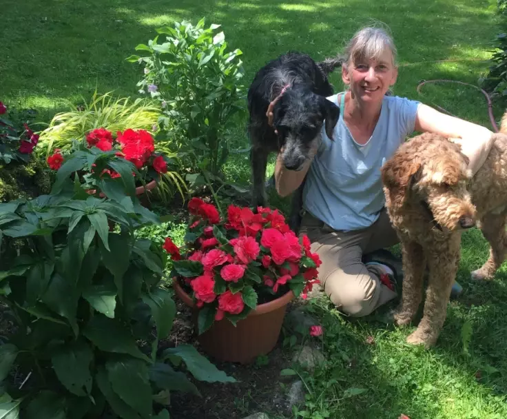 dog safe indoor plants dog safe indoor plants