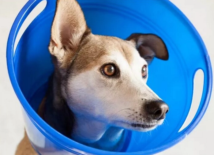 Dog cone alternative DIY