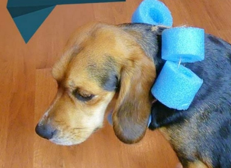 how to make a dog recovery collar