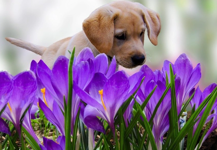 Indoor flowers safe for dogs
