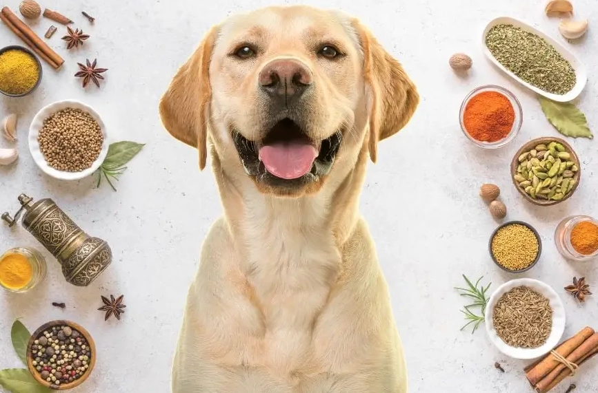 Best herbs and spices for dogs