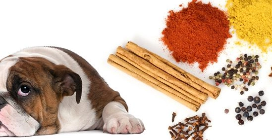 dog safe spices