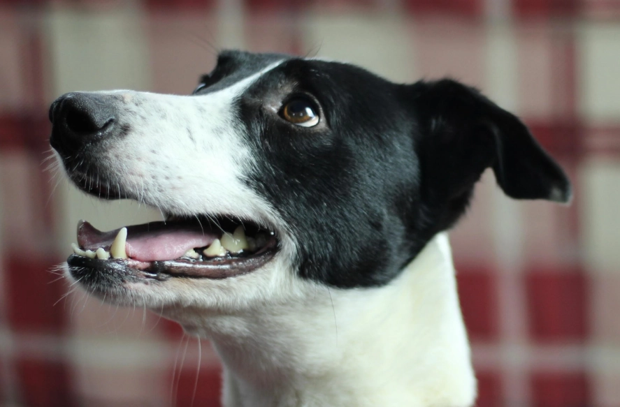 why does my dog have diarrhea