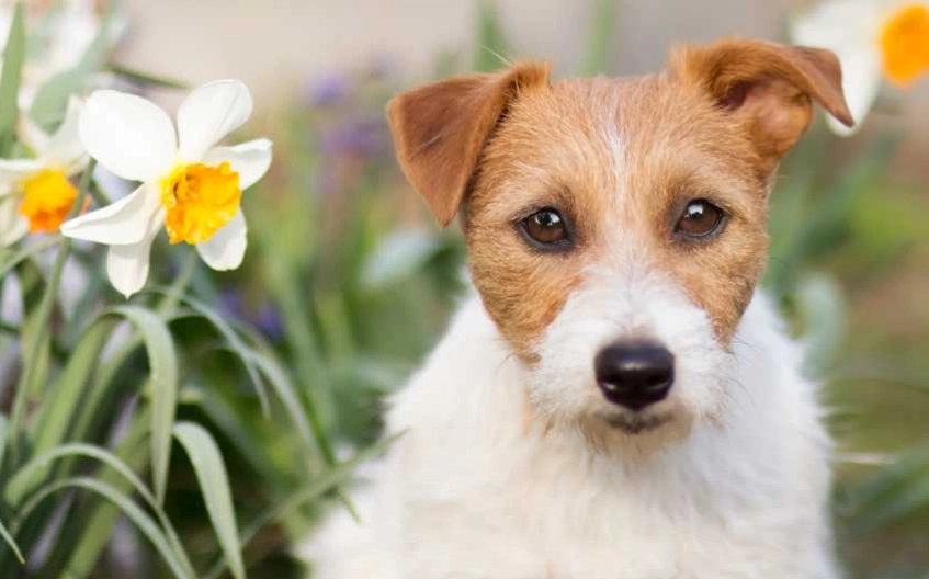 dog safe herbs