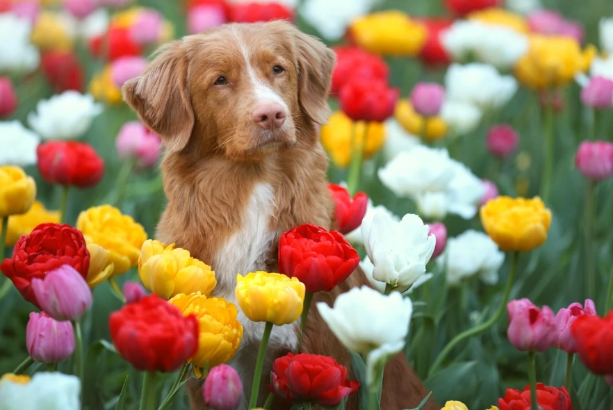garlic toxic dogs
