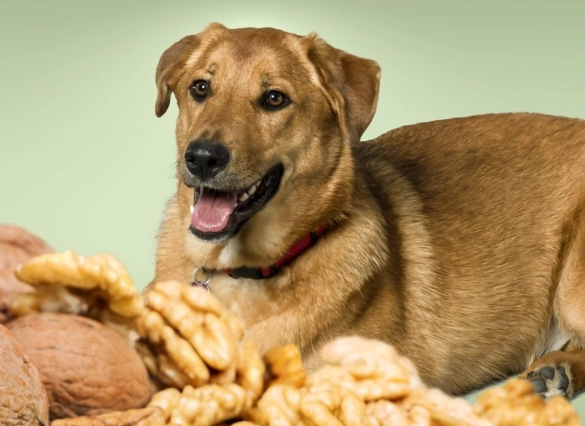 dogs and peanuts safety