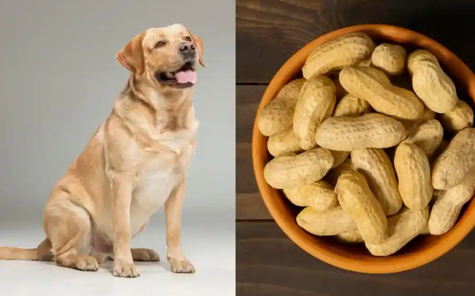 peanuts for dogs