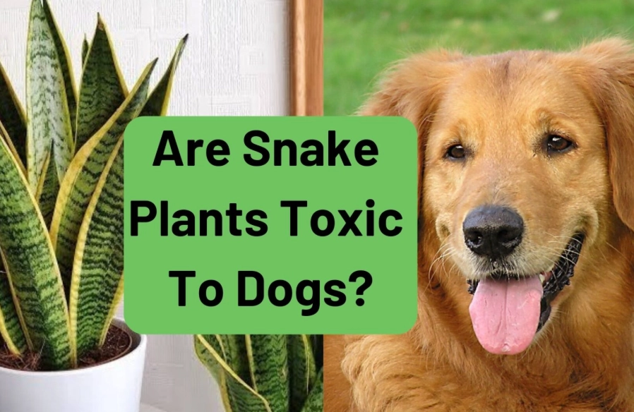herbs toxic to dogs