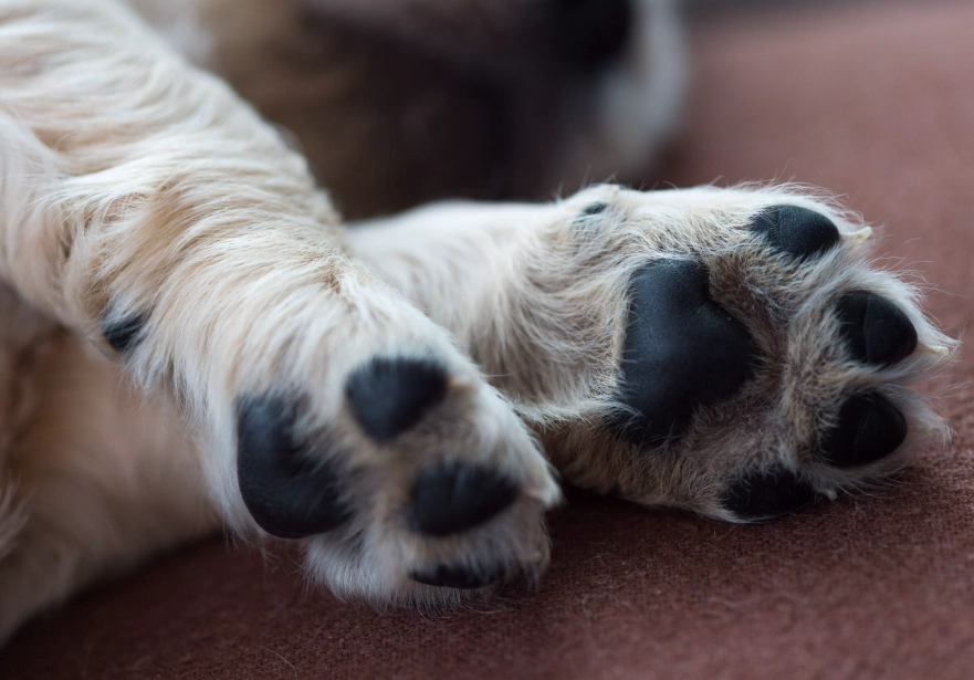 dog paw balm