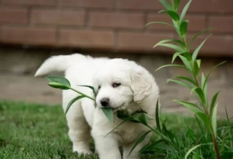 herbs toxic to dogs