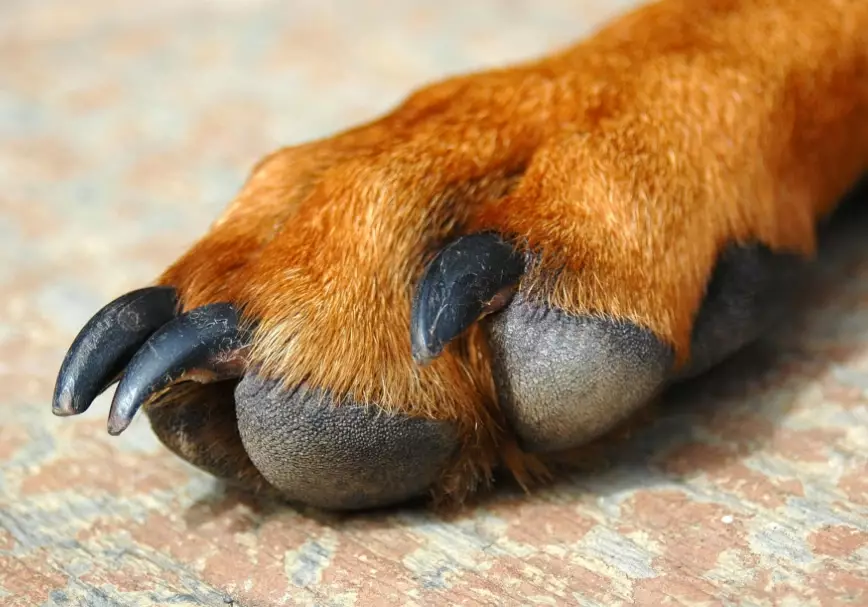 stop dog licking paws