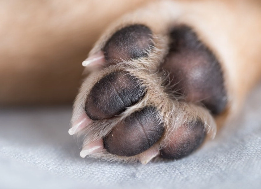 dog licking paws