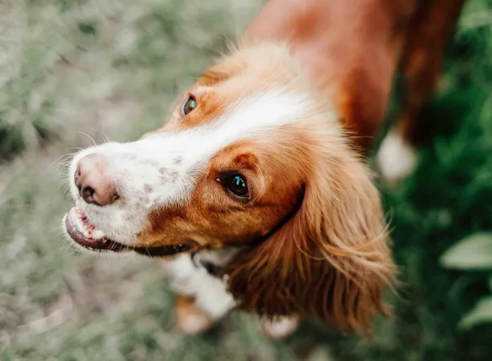 safe herbs for dogs