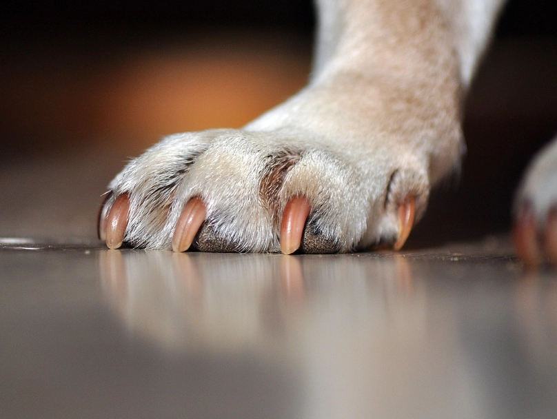 dog licking paws
