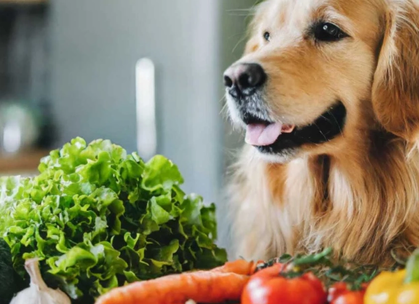 safe herbs for dogs