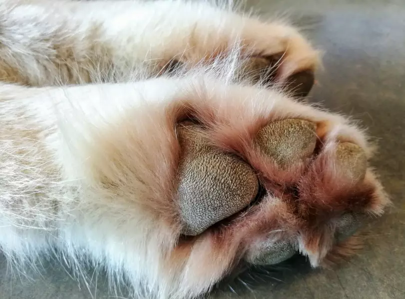 stop dog licking paws