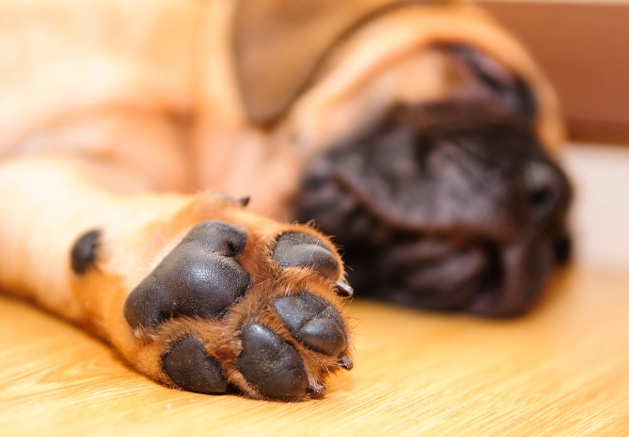 dog paw balm