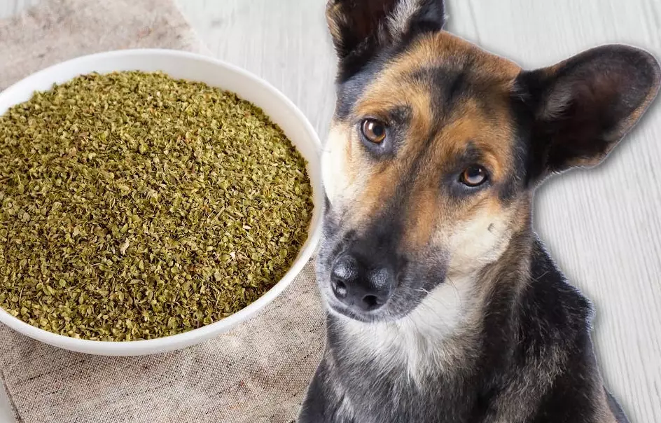 benefits of herbs for dogs