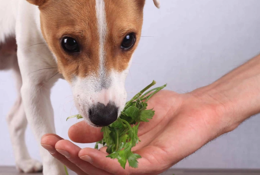 benefits of herbs for dogs