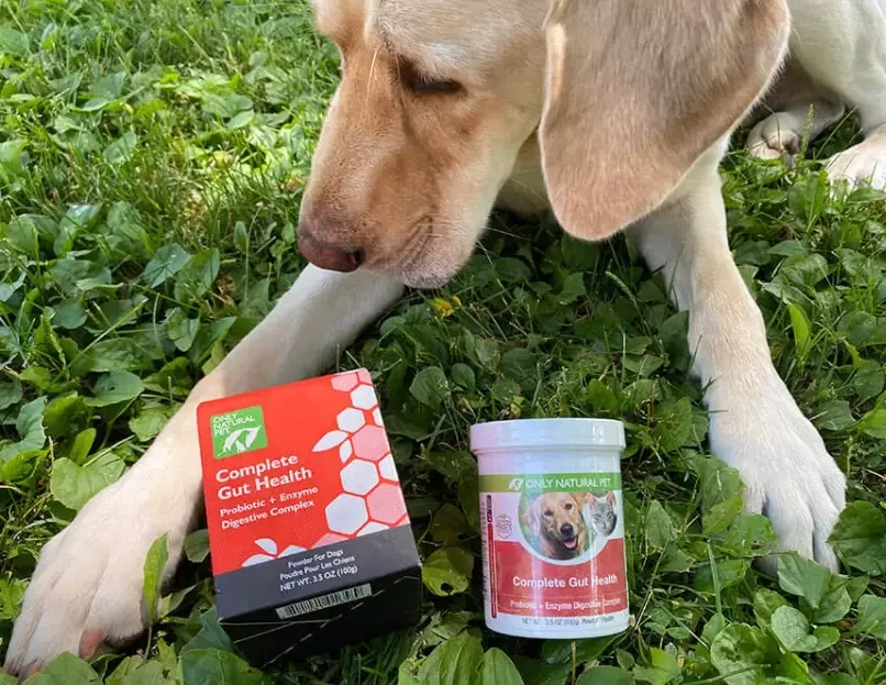 what to feed a dog with diarrhea