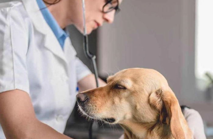 dog diarrhea treatment at home