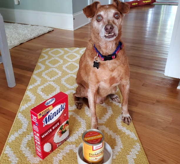 what to feed a dog with diarrhea